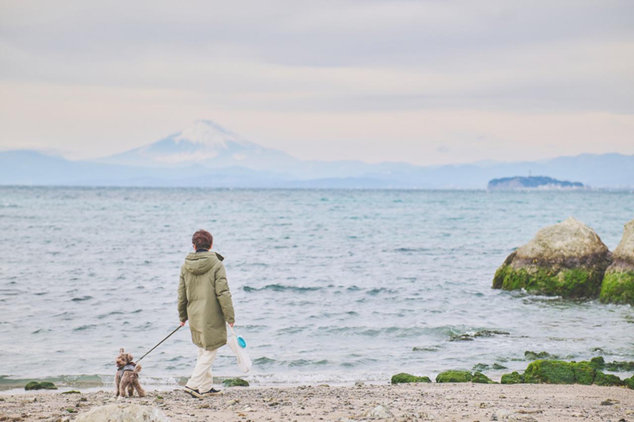 富士を望む葉山の海辺を犬と歩く人